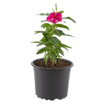 Buy Vinca V9 Outdoor Plant (Red) Online in Dubai & the UAE|ACE