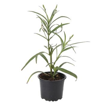 Buy V9 Ruellia Ciliosa Pink Live Plant Online in Dubai & the UAE|ACE