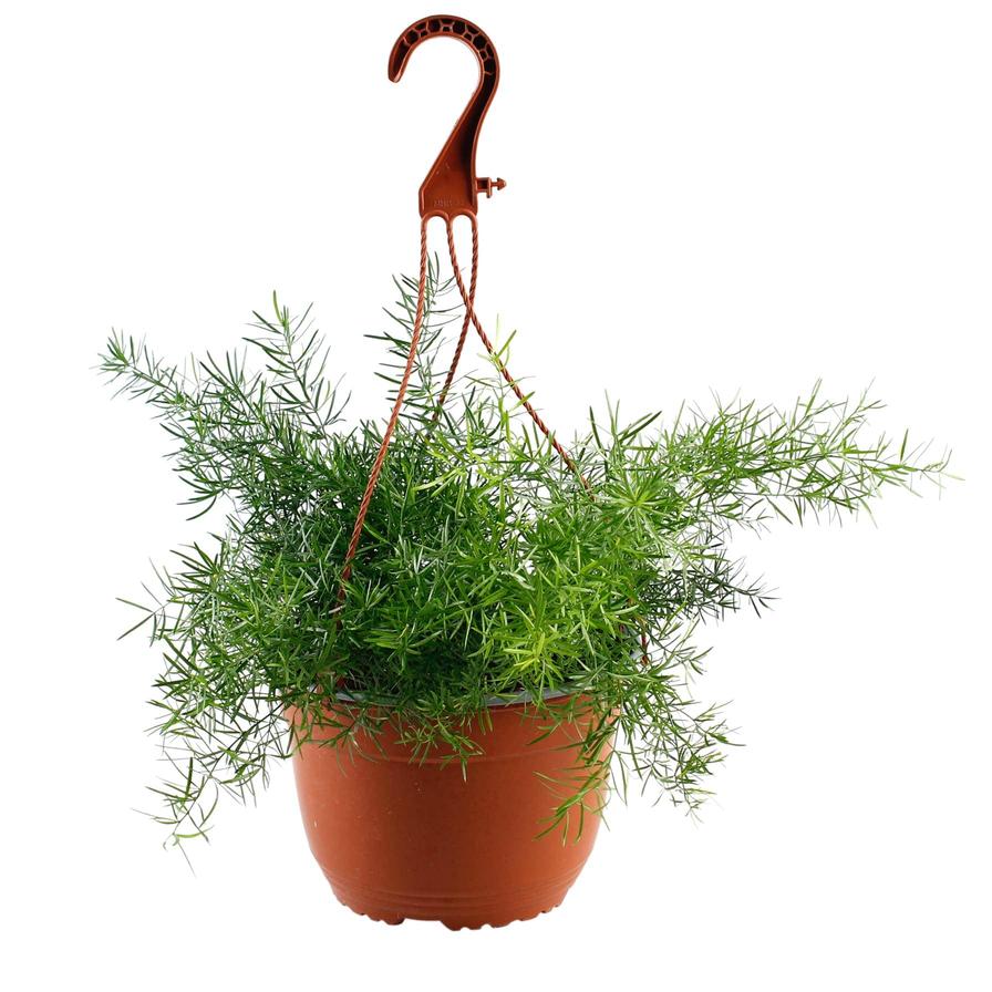 Hanging Asparagus Fern (20 cm)