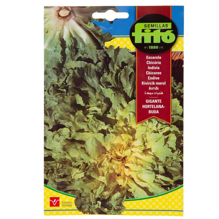 Fito Seed Endive Lettuce (8 g)