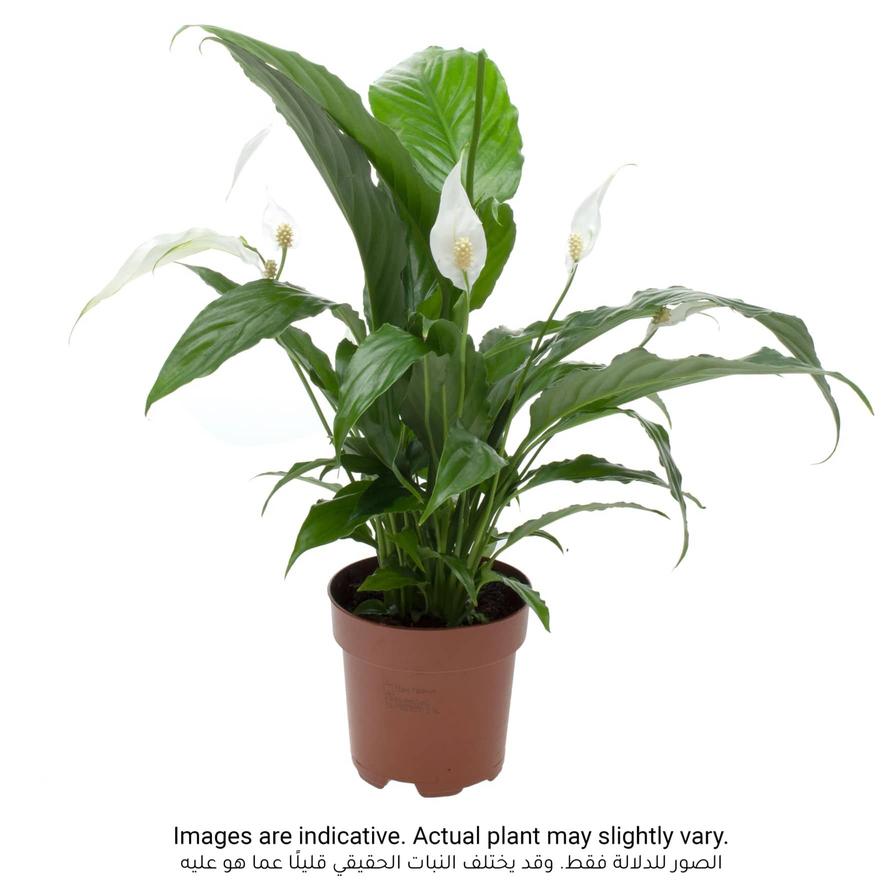 Peace Lilly Spathiphyllum Indoor Plant (40-50 cm)