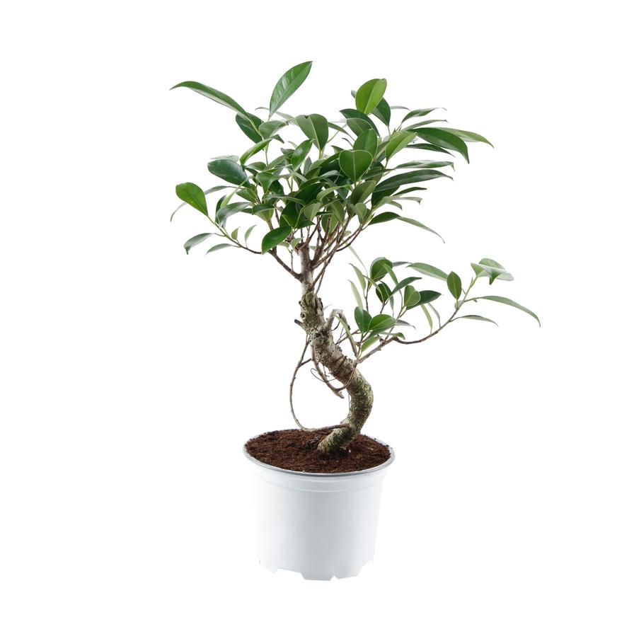 Bonsai Tree, SF-15 (30 cm)
