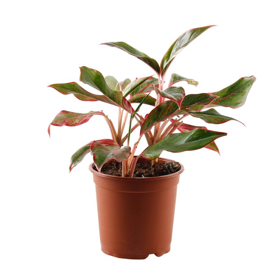 Aglaonema Red Indoor Plant (40 cm)