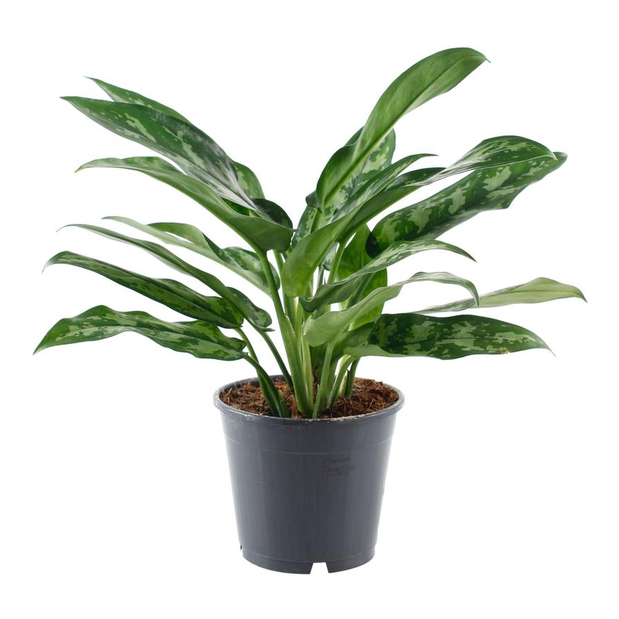Aglaonema Maria Indoor Plant (40 cm)