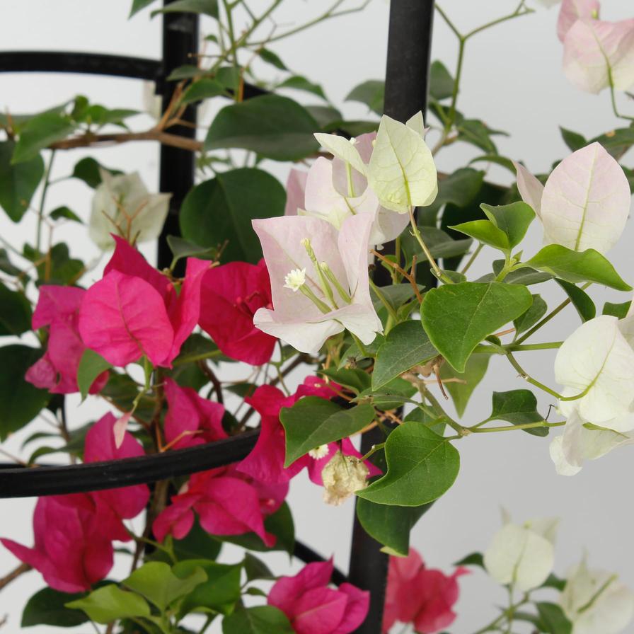 Buy Bougainvillea Plant (Pink & White) Online in Dubai & the UAE|ACE