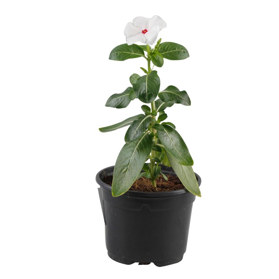 Vinca B9 Outdoor Plant (White)