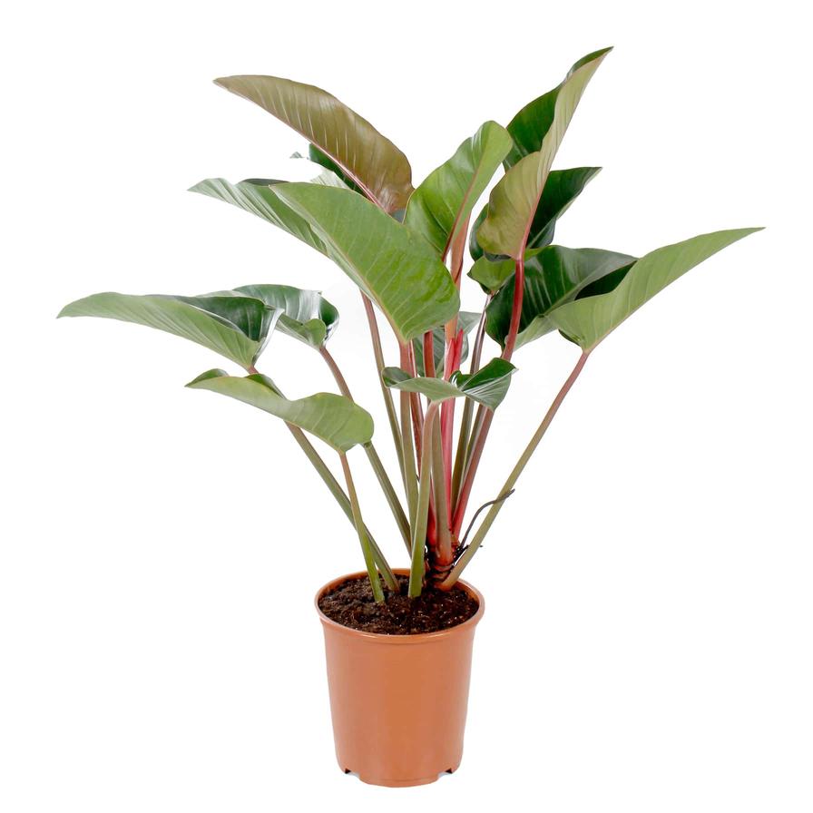 Philodendron ‘Red Congo’ Indoor Plant (110 cm)