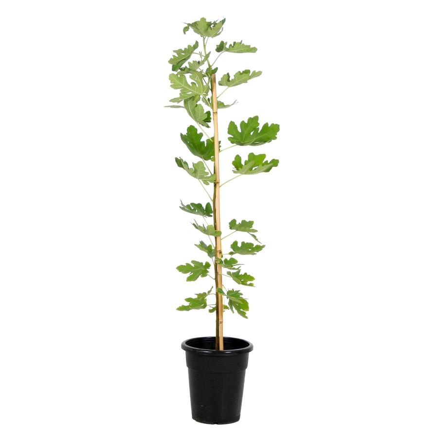 Fig Outdoor Plant (2 m)