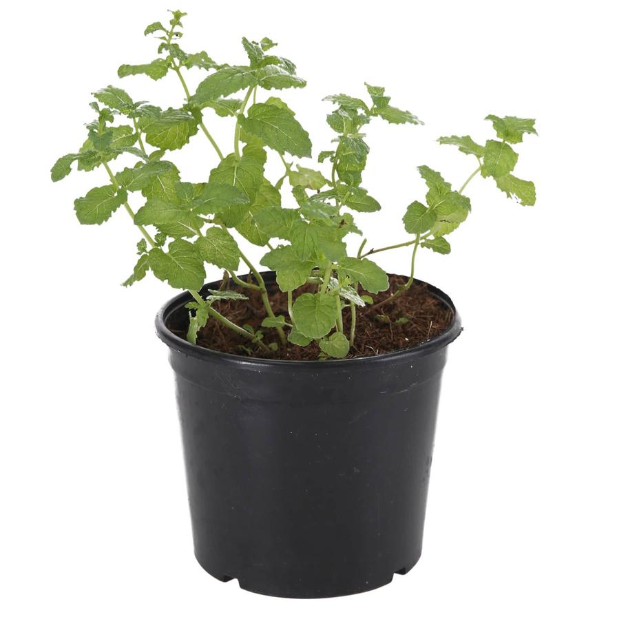 Buy V13 Peppermint Live Plant (13 x 13 x 10 cm) Online in Dubai & the ...