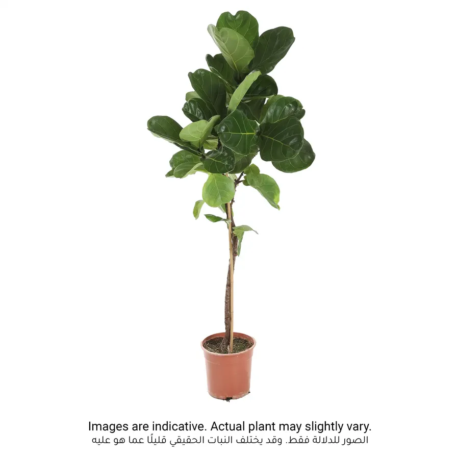 Buy Siji Ficus Lyrata Single Stem Indoor Live Plant (120 Cm) Online In 