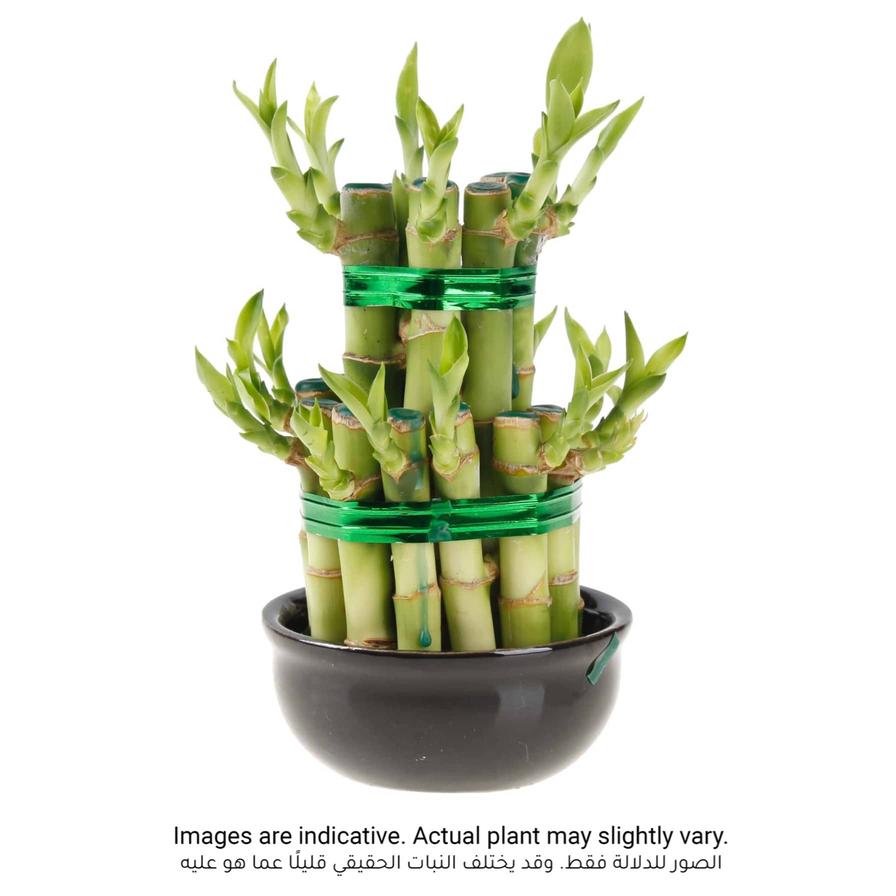 Lucky bamboo (خيزران الحظ)