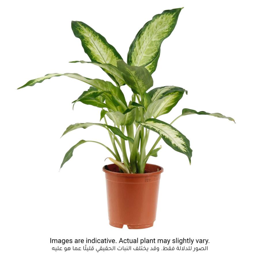 Siji Dieffenbachia Camilla (40 cm)