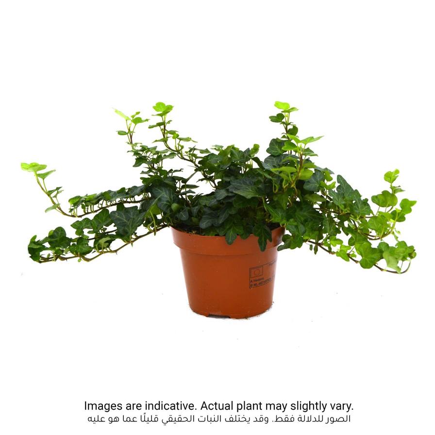 Hedera Plant (30 cm)