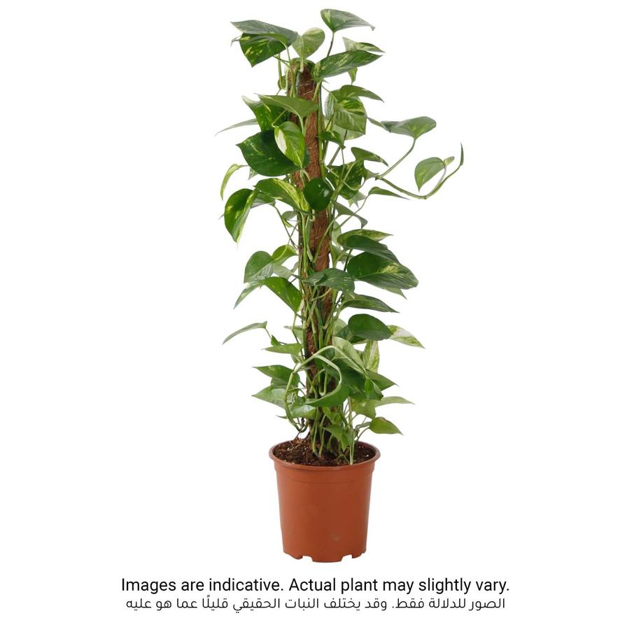 Money Plant Scindapsus (80 cm)