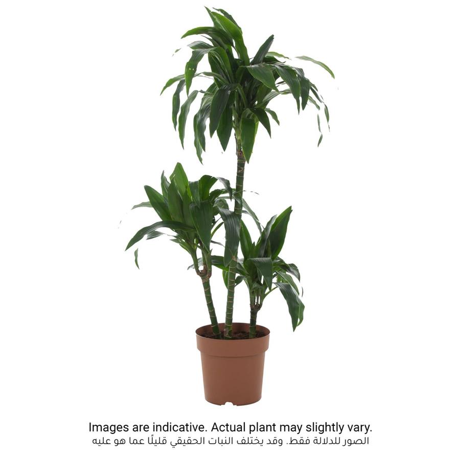 Siji Dracaena Janet Craig (3PP, 120 cm)