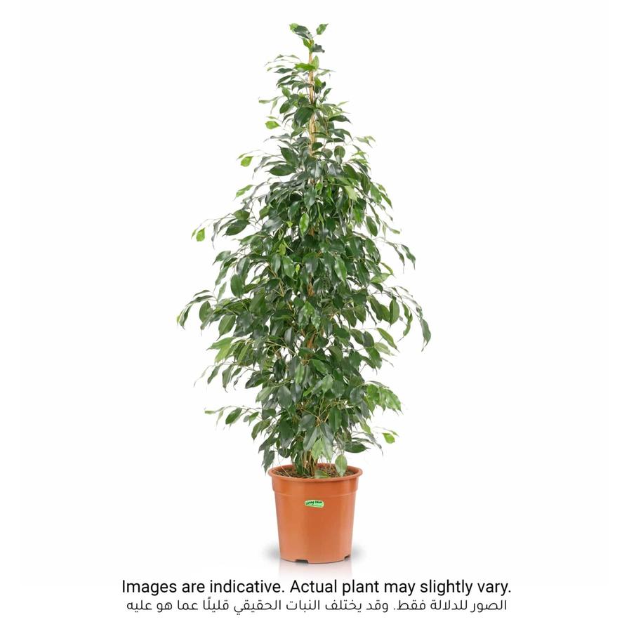 Siji Ficus Danielle Plant (150 cm)