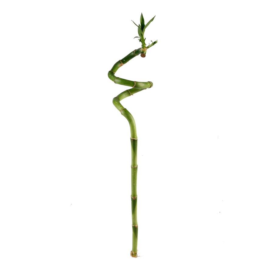 Lucky Bamboo Curly Stick Indoor  (40 cm)