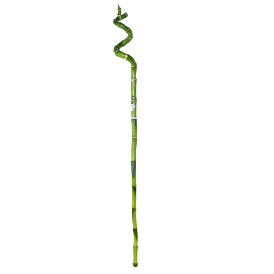 Lucky Bamboo Curly (60 cm)