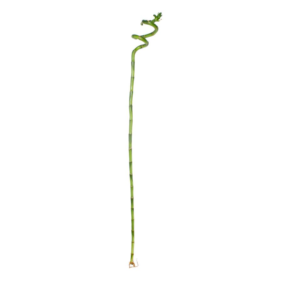 Lucky Bamboo Curly (100 cm)