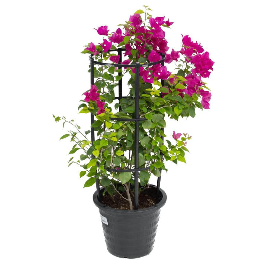 Bougainvillea Nana Red Outdoor Plant