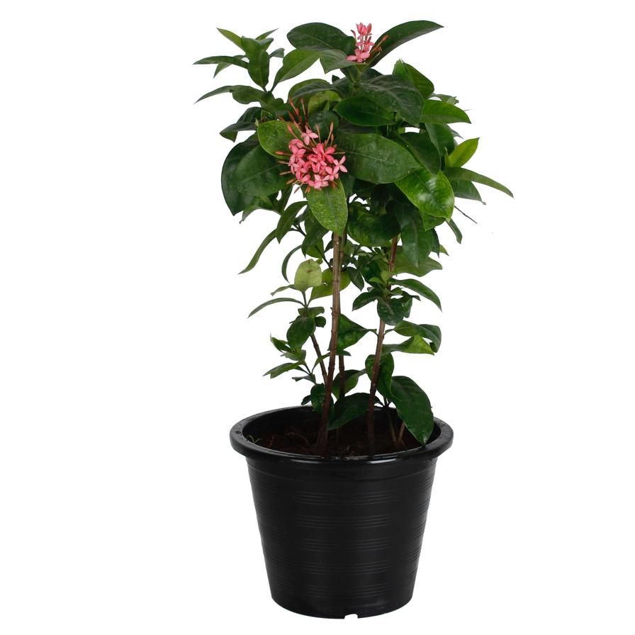 Ixora Coccinea Mix Plant (10 L)