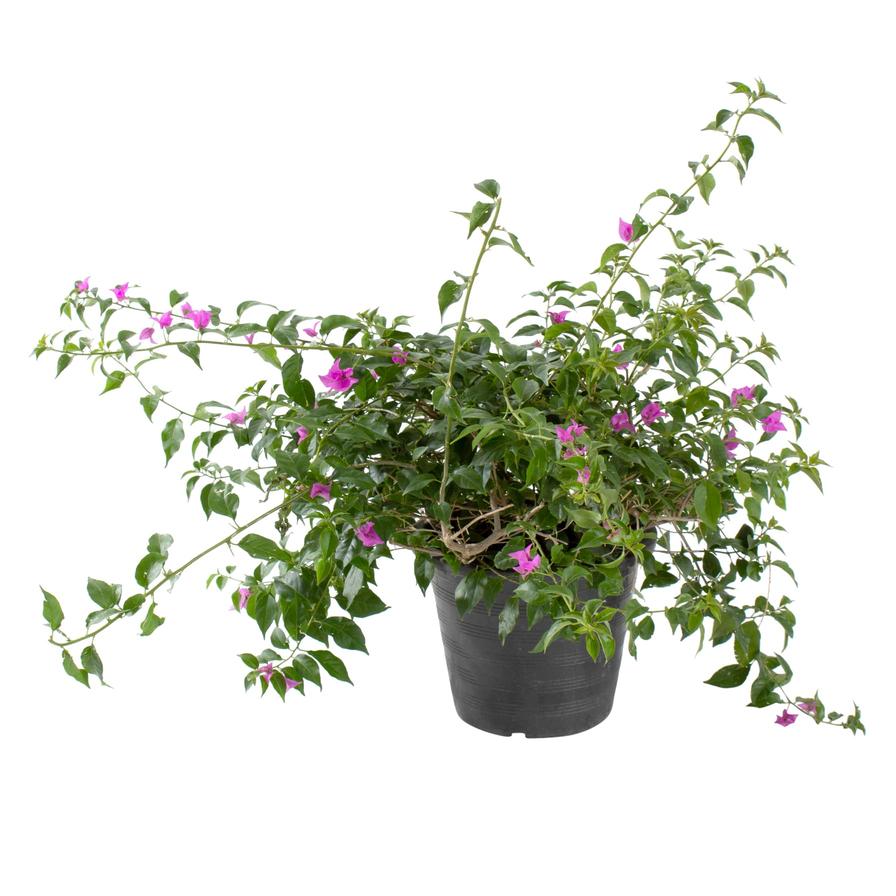 Bougainvillea Alexandra Outdoor Plant (10 L)