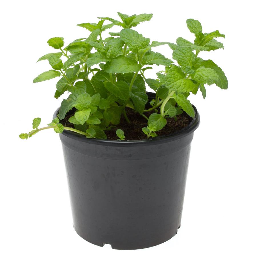 Mint Outdoor Plant (13 cm)