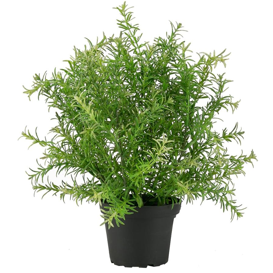 Asparagus Artificial Potted  (Green)