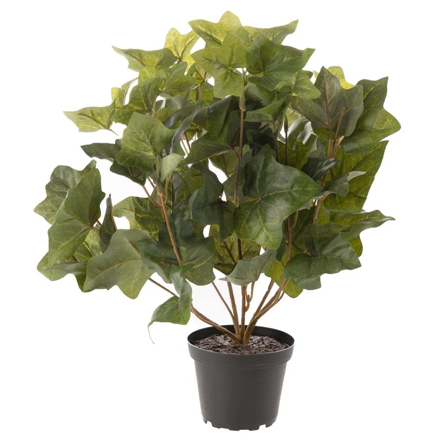 Potted Hedera