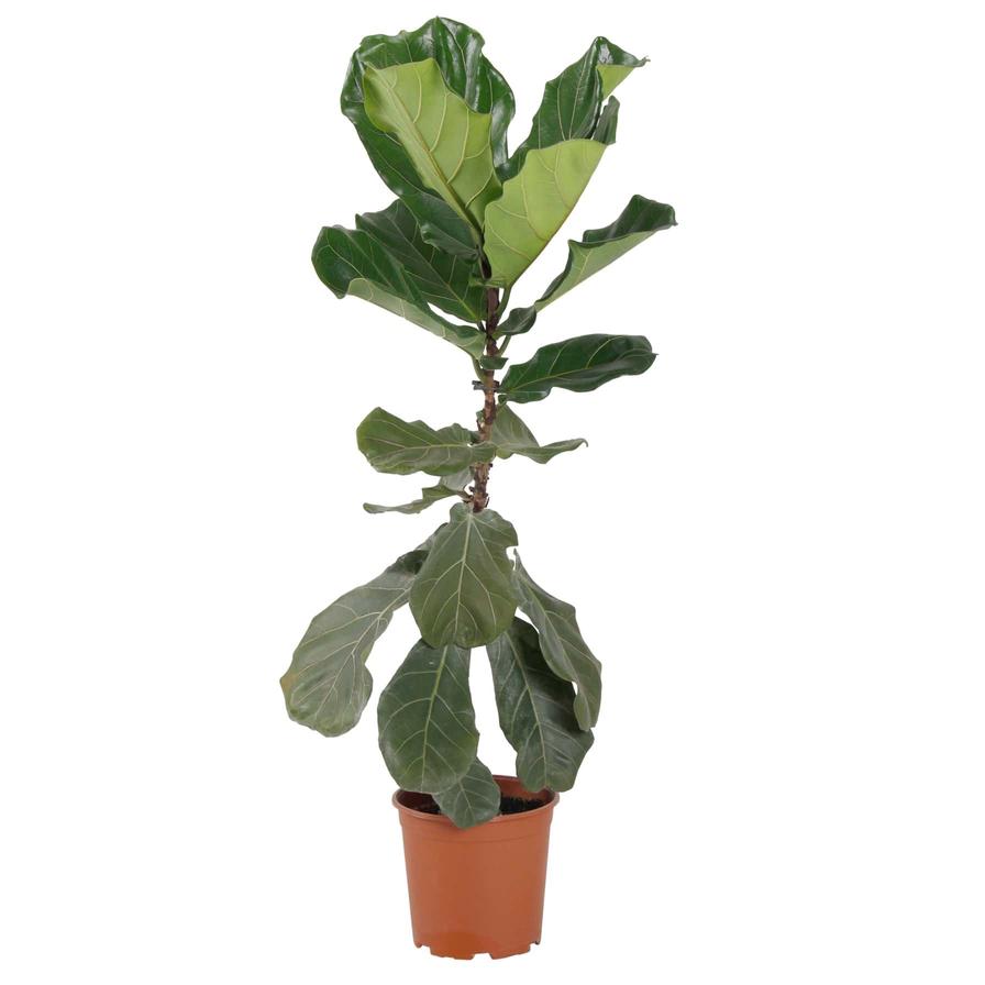 Ficus Lyrata- Fiddle Leaf Fig Tree Plant (100 cm)