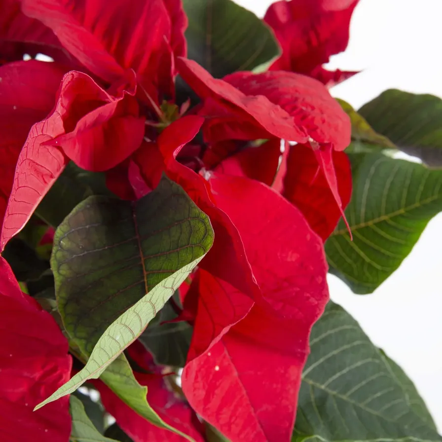 Buy Red Poinsettia Live Indoor Plant W/Nursery Pot (20-30 cm) Online in  Dubai & the UAE|ACE