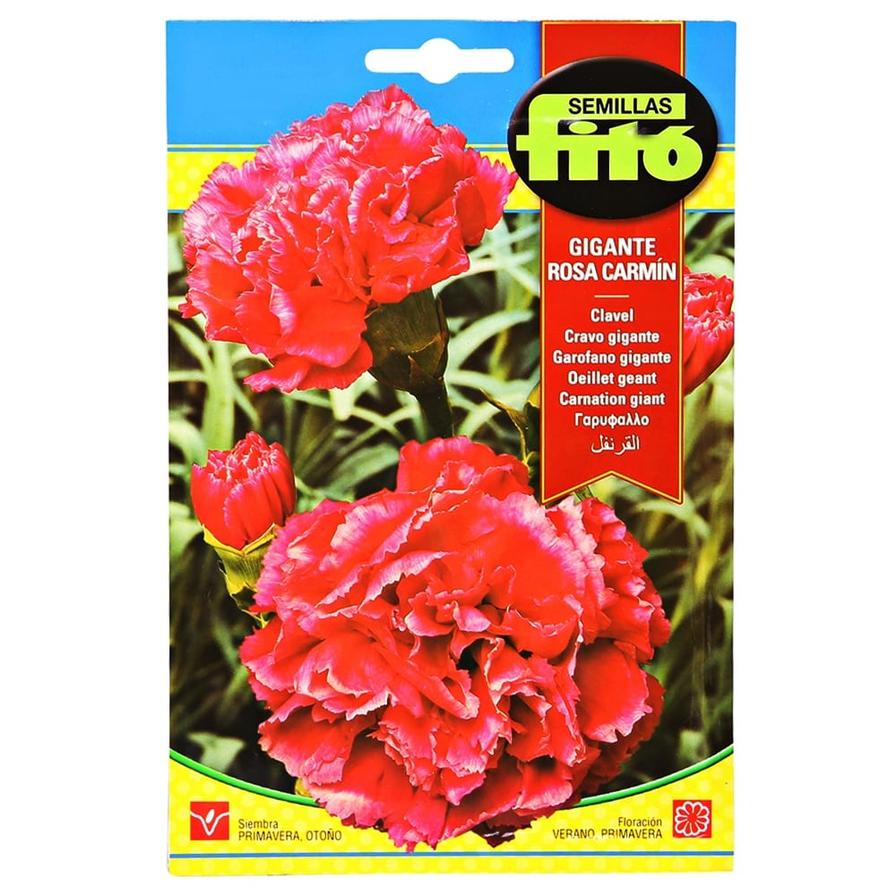 Carnation Giant Carmine