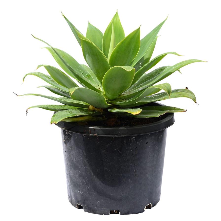 Buy Agave Attenuata Variegata Plant (30 x 30 x 50 cm) Online in Dubai