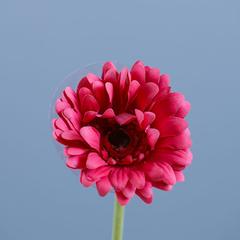 Danube Home Rejoice Pink Gerbera Daisy Artificial Flower Stem (61 cm)