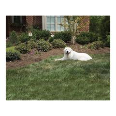 PetSafe Outdoor Automatic Bark Control