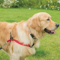 Company Of Animals Walkezee Harness (X Small)