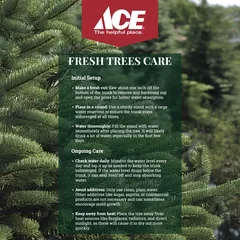 Nobilis Fir Fresh Christmas Tree (6-7 ft)