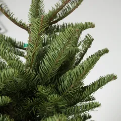 Nobilis Fir Fresh Christmas Tree (6-7 ft)