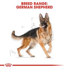 Royal Canin German Shepherd Dry Dog Food (Adult Dog 3 kg)