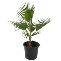 نبات خارجي نخلة واشنطونيا (صغير، 40 سم)