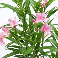 Nerium Oleander Outdoor Plant (60-80 cm)