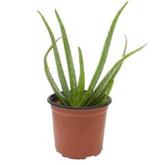 Aloevera Outdoor Plant (10-20 cm)