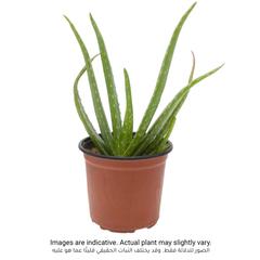 Aloevera Outdoor Plant (10-20 cm)