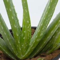 Aloevera Outdoor Plant (10-20 cm)