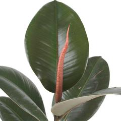 Indian Rubber Plant Ficus Robusta (9 x 12 x 40 cm)