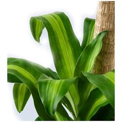 Cornstalk Dracaena Massangeana-3pp (120 cm)