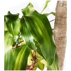 Cornstalk Dracaena Massangeana-3pp (120 cm)