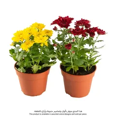 Siji Seasonal Chrysanthemum in Pot (Assorted colors/designs)