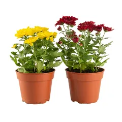 Siji Seasonal Chrysanthemum in Pot (Assorted colors/designs)