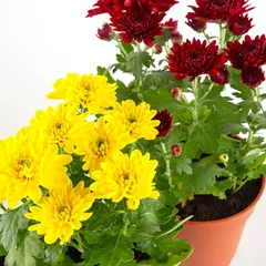 Siji Seasonal Chrysanthemum in Pot (Assorted colors/designs)